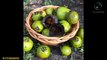 Black Sapote or Chocolate Pudding Fruit amazing health and nutritional benefits-Nuturemite English