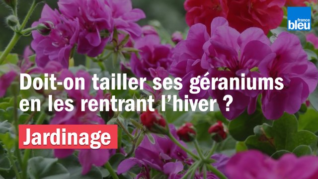 Vos Questions Jardin: Doit-on tailler ses géraniums en les rentrant l'hiver