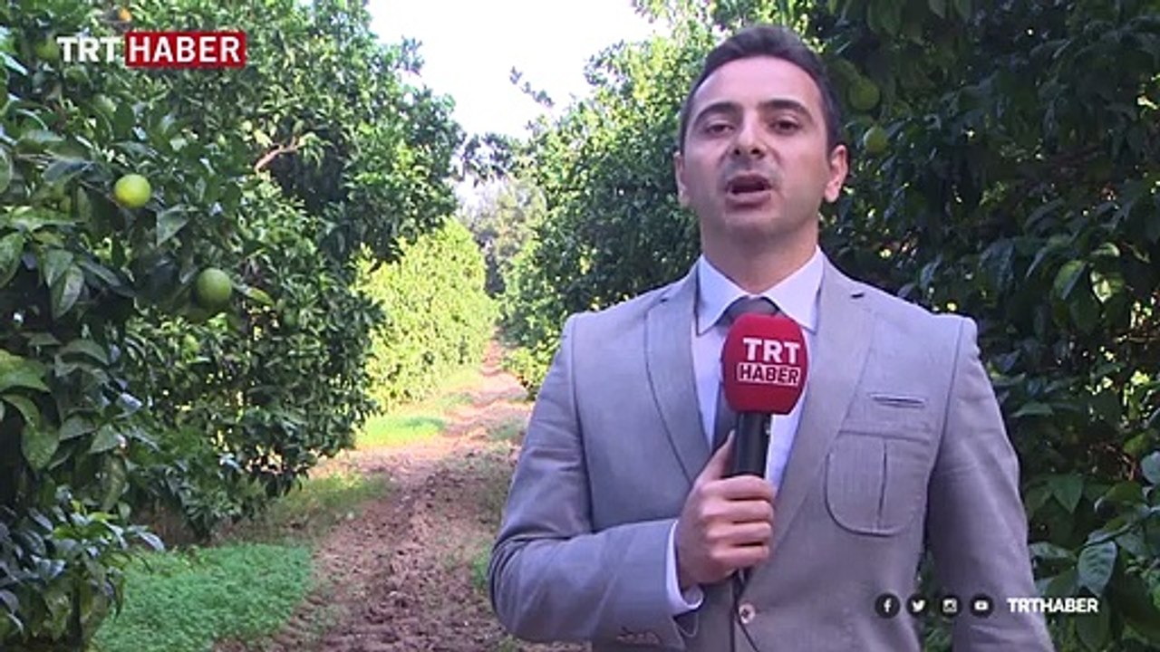 Antalyalı çiftçilerin bahçesini avcı böcekler koruyor