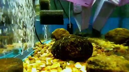 EPCAMR's Trout Tank Swim-up Fry released into Tank 10/28/19