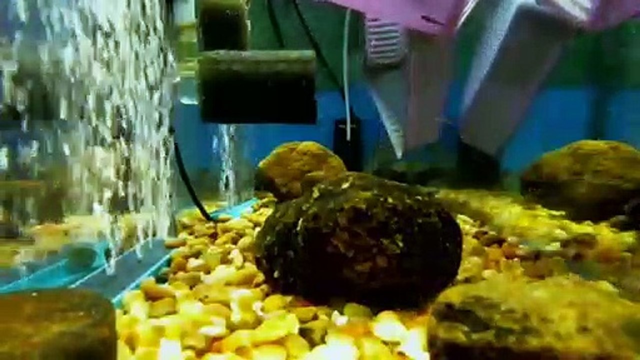 EPCAMR's Trout Tank Swim-up Fry released into Tank 10/28/19