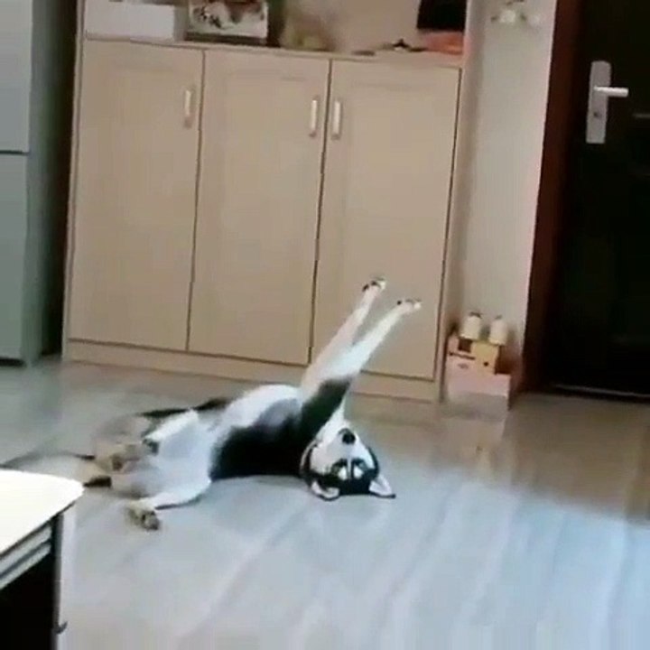 Ce chien joue mieux le mort qu'un acteur!