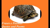 You're too slow, the turtle... [Quotes and Poems]