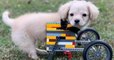 Un enfant de 12 ans fabrique un fauteuil roulant en Lego pour un chien handicapé