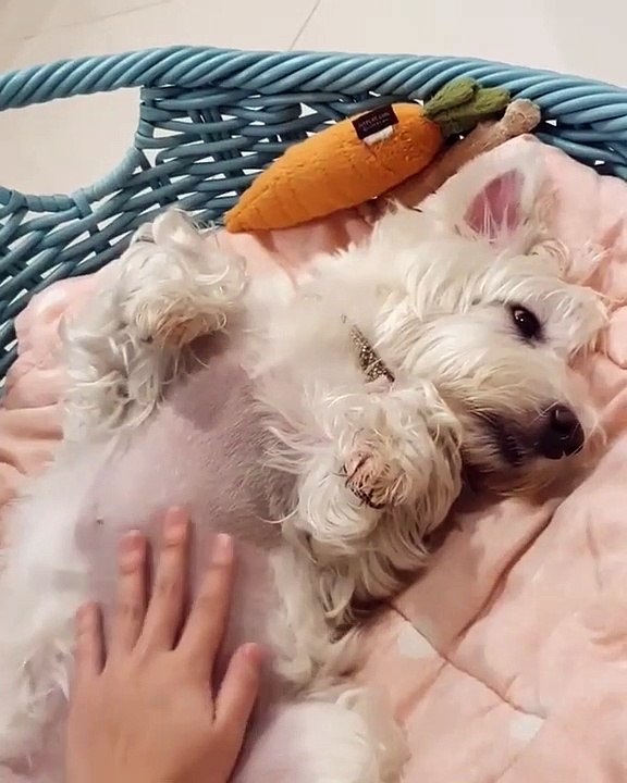 Instant meugnon ! Ce toutou royal se fait caresser le bidou