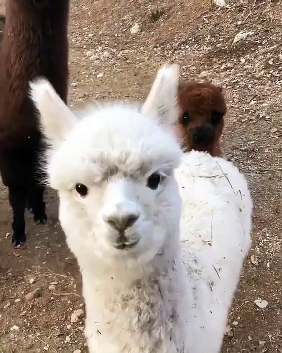 Ces lamas voient une caméra pour la toute première fois. Ah ces petits curieux !