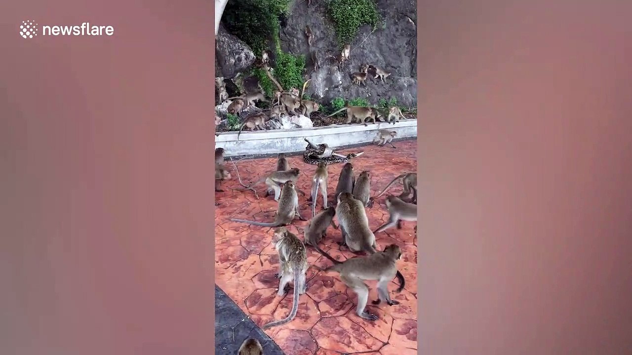 Wild python strangles a monkey as its heartbroken friends try in vain to save it