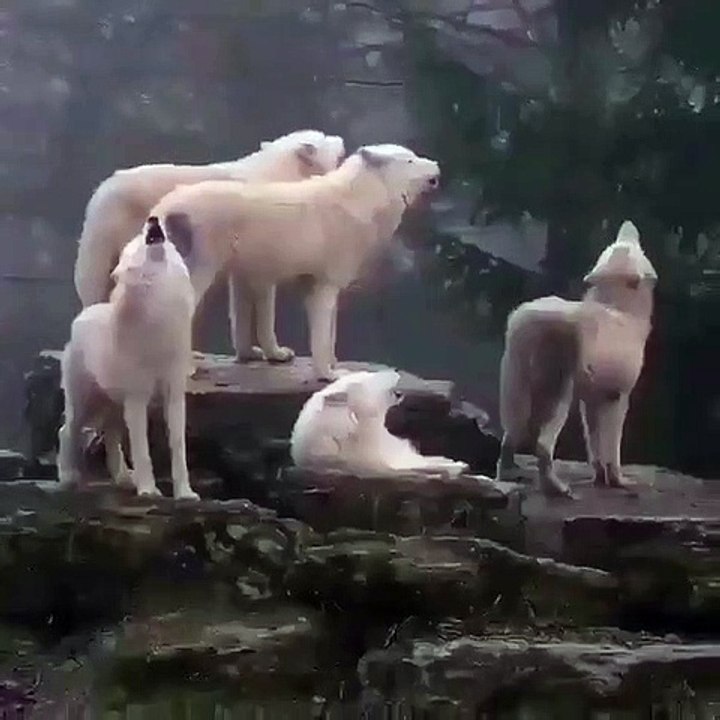 Une meute de chiens blancs hurlent à la mort. Magnifique son !