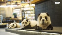 Pet cafe faces backlash for dying dogs to make them look like pandas