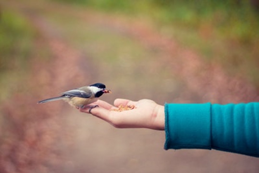 Northern American Birds are Disappearing at an Unprecedented Rate