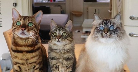 Missenell, cette famille de chats qui ne fait rien comme les autres