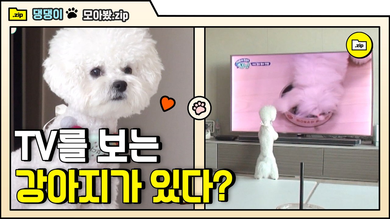 [#모아봤zip] 왜 때문에 내가 TV에 갇혀있어? 내 댕댕이가 TV를 보는 이유!! | #대화가필요한개냥 | #Diggle