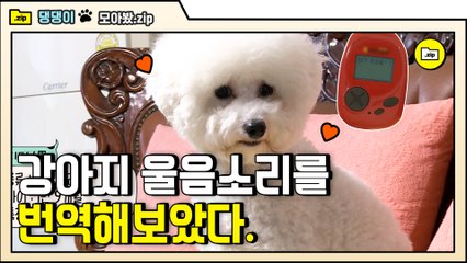[#모아봤zip] 짖는 댕댕이에게 강아지 번역기를 써보았습니다 역시 딘딘 닮은 동생 디디 | #대화가필요한개냥 | #Diggle