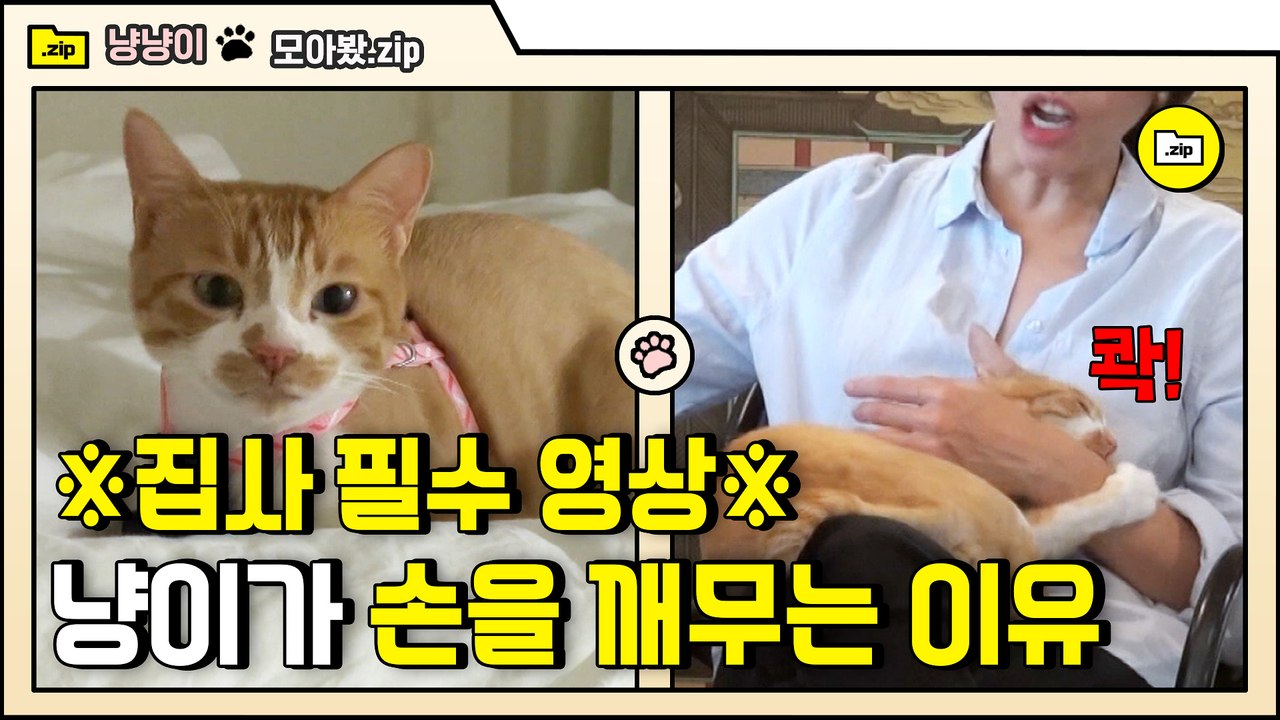 [#모아봤zip] 집사 아직도 내 마음을 몰라? 집사라면 필수! 냥이의 불편 시그널 | #대화가필요한개냥 | #Diggle
