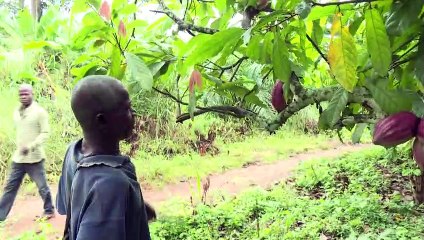 فقر وإحباط في أوساط مزارعي الكاكاو في ساحل العاج