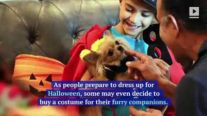 Does Your Dog Hate Wearing a Halloween Costume?
