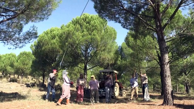 Çam fıstığı ailelere geçim kaynağı oldu - MANİSA