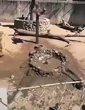 Des singes qui aiment bien le plongeoir