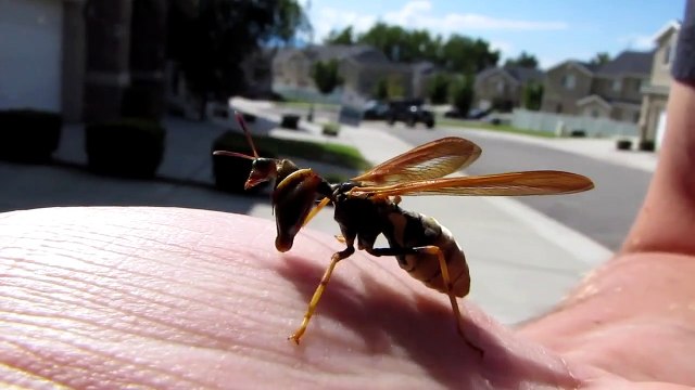 Cet insecte terrifiant est un croisement entre une mante religieuse et une guêpe