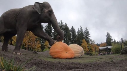 Les éléphants aussi attendent Halloween avec impatience