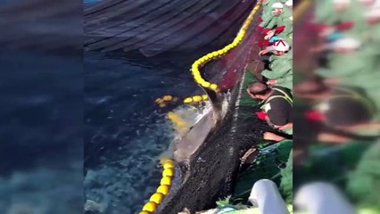 Çanakkale Boğazı’nda sardalya avı için denize bırakılan ağda yaklaşık...