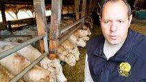 DNA - Viande bovine 'Caractère d'Alsace', un label régional valorisant pour l'éleveur