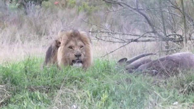 Videos de Risa de Animales 2019 - Los Mejores Videos Graciosos de Animales