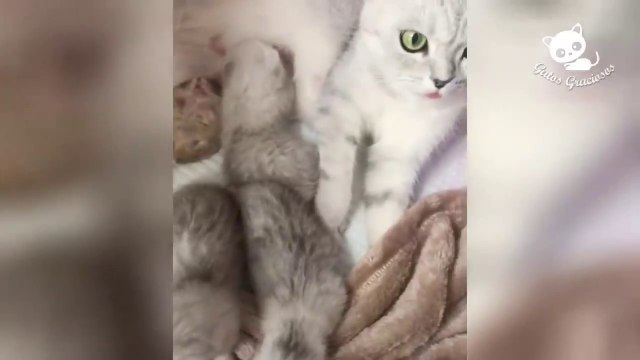 Gatos Graciosos - Los Mejores Videos de Gatos Chistosos #9