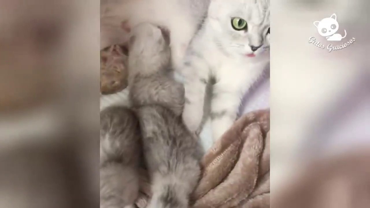 Gatos Graciosos - Los Mejores Videos de Gatos Chistosos #9
