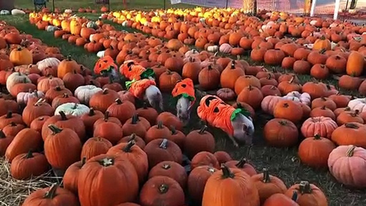 Pigs in a Pumpkin Patch