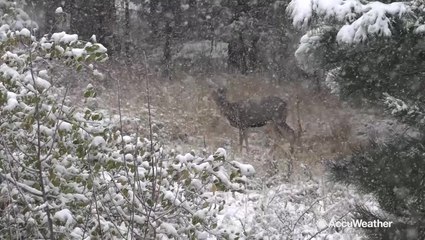 Snow plows into Colorado