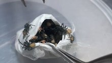 Pesquisador abre saco de ovos das aranhas mais perigosas do mundo!