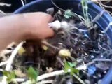 Cosechando los ajos que sembre en macetas en California