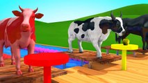 Horse Cow Donkey Animals at Swimming Pool Videos for Kids