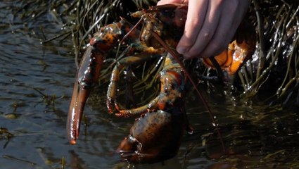 Guy Releases Pet Lobster Into The Wild