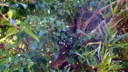 Pidgeons at the Old Japanse Farm House