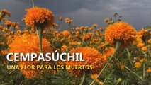 Cempasúchil: Una flor para los muertos