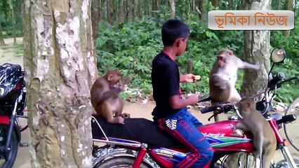 বানর জগৎ বালু ঘাট বাজার কেশরগঞ্জ  ফুলবাড়িয়া ময়মনস_িংহ