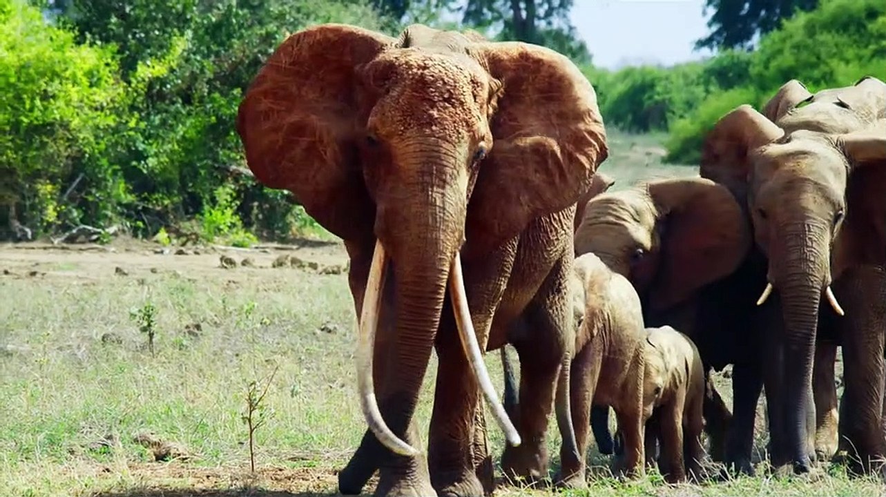 The Elephant Queen - Trailer