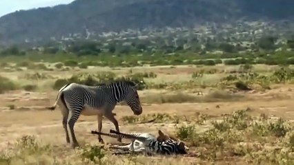 AMAZING!! King Buffalo Of God!!! King Buffalo Rescue Zebra From 10 Lion Cruel, Lion Vs Buffalo