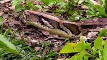 ANGRY Cow Protect Her Baby From Python Hunt - Cow Vs Python   Animals save another Animal