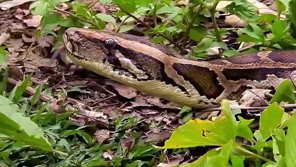 ANGRY Cow Protect Her Baby From Python Hunt - Cow Vs Python   Animals save another Animal