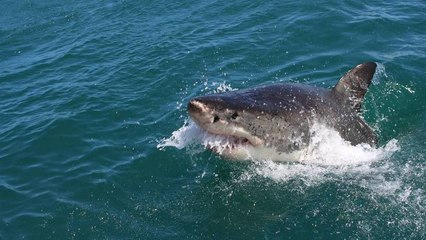 Salva a su perro de las fauces de un tiburón