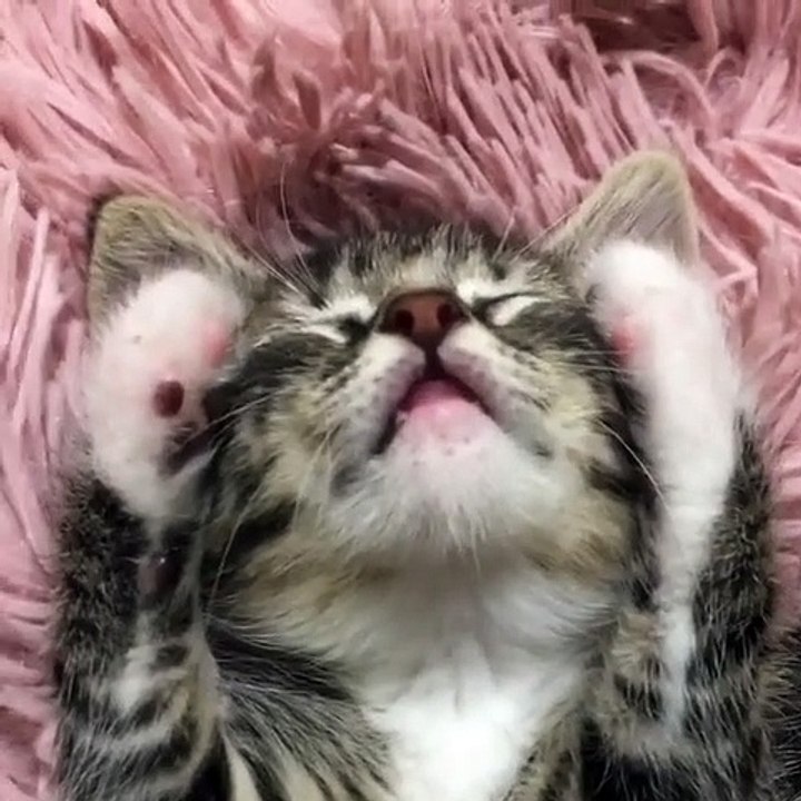 Ce mignon chaton est irrésistible surtout quand il fait ceci.