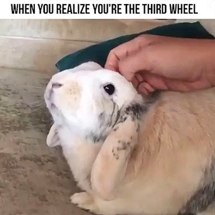 Tellement chou; ce lapin fera votre journée !