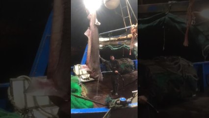 Plot 450 kilogramë! Kapet një tjetër peshkaqen i rrezikshëm në Durrës