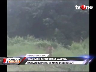 Harimau yang Diduga Terkam Warga, Muncul di Perkebunan Sawit