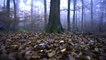 Nature video for whatsapp status - Walking through the forest - Nice whatsapp status