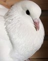 Gros plan sur ce magnifique oiseau. Au-delà de son splendide plumage blanc, admirez ses yeux et son allure