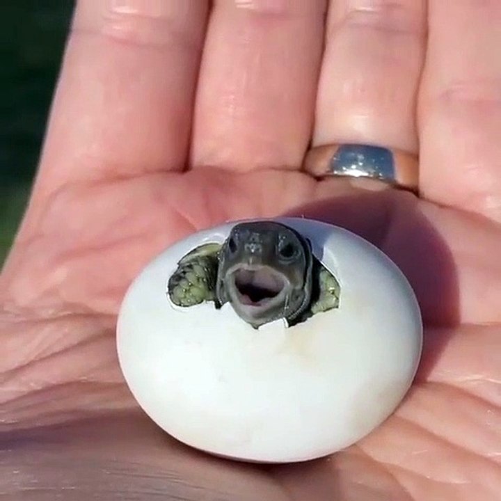 Exceptionnel, découvrez la fabuleuse naissance de ce bébé tortue qui sort de son oeuf. Une si petite créature sortant de sa coquille pour notre plus grand bonheur.